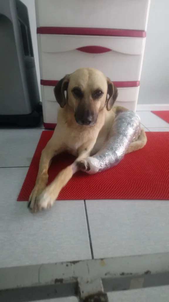 Lu recuperándose de la cirugía 