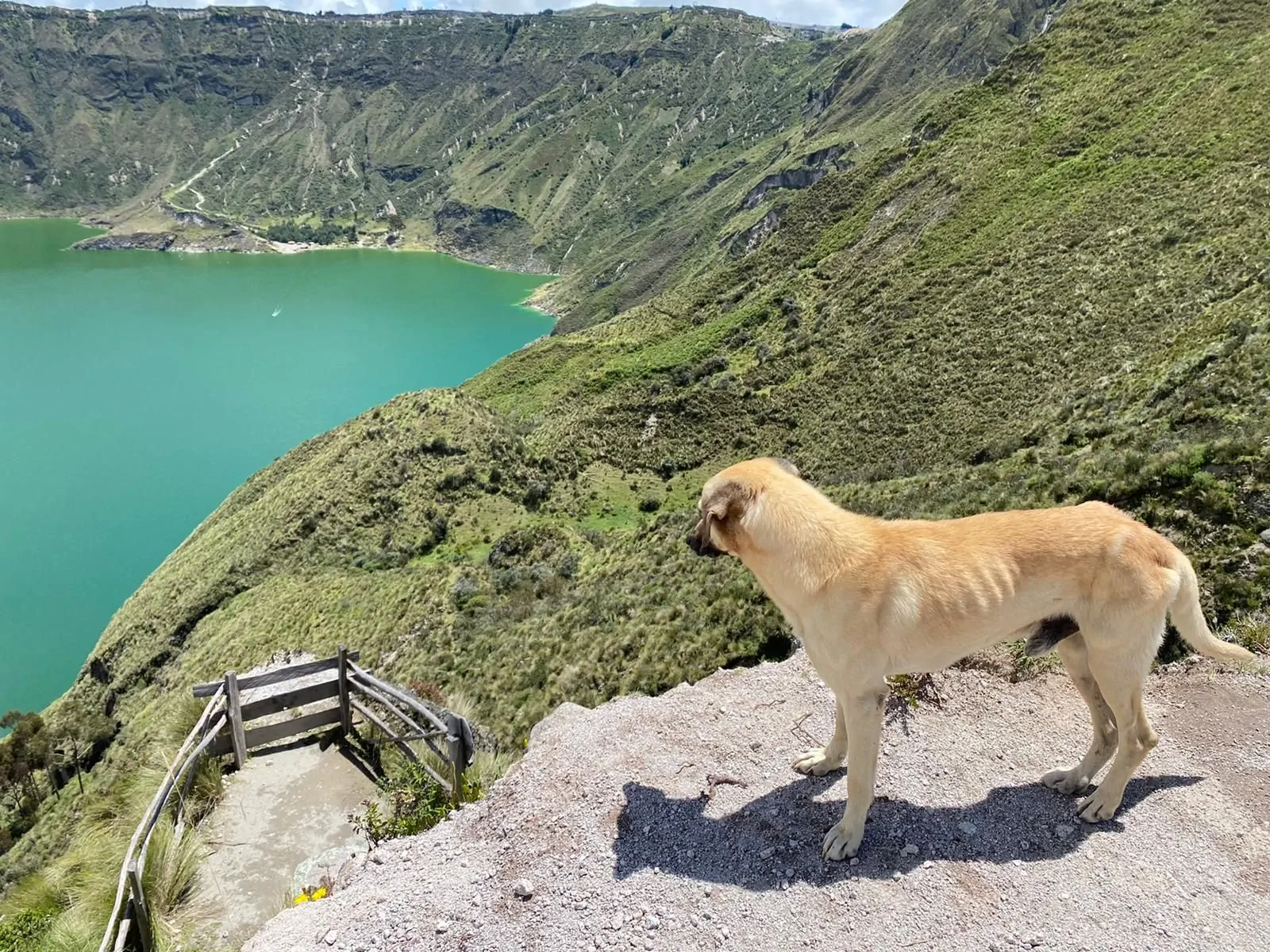 21 de Julio Día Mundial del Perro